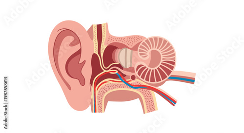 Anatomical illustration of the human ear's internal structure, detailing the cochlea and auditory canal for hearing science