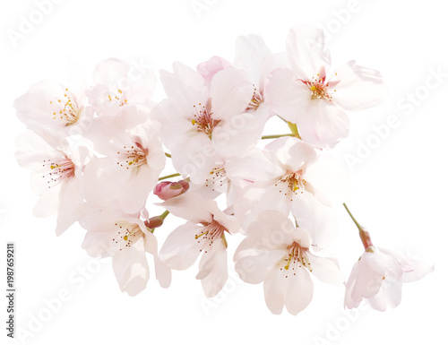 桜のデザインパーツ