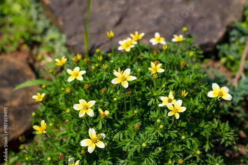 Bright yellow Bidens or Beggarticks flowers blooming in a lush garden with vibrant greenery.