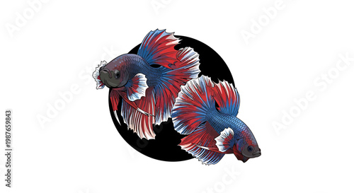 Two Siamese Fighting Fish Betta Splendens Vector Illustration