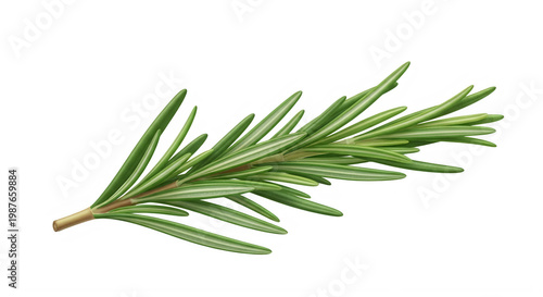 Fresh rosemary sprig isolated on transparent background