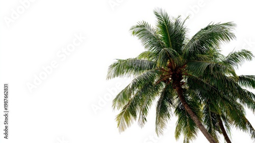 A coconut tree against a stark white background, the leaves of the tree gently arching to create an inviting tropical scene