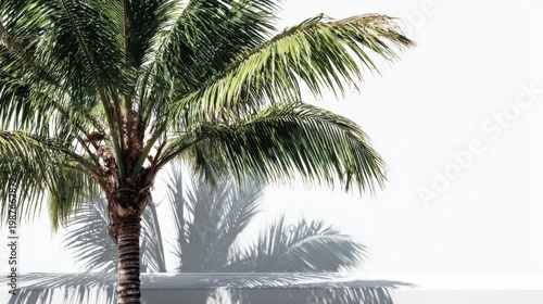 A coconut tree set against a crisp white background, its green fronds stretching outward, casting shadows and creating a tranquil tropical vibe