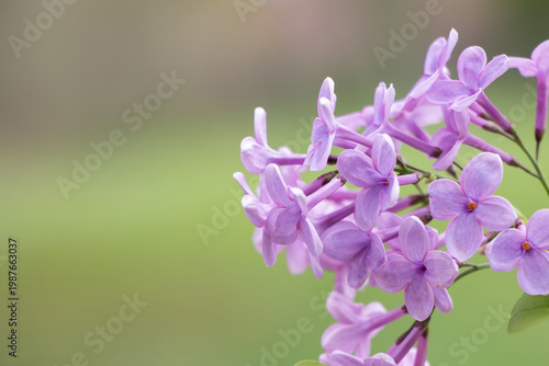 Common lilac (Syringa vulgaris) with purple flowers in bloom on branch, soft green background, spring Greece.