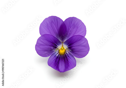 Vibrant purple pansy flower isolated on a clean white background 5.