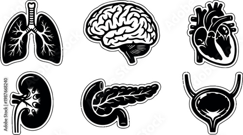 Six human internal organs including brain heart lungs kidney pancreas and bladder