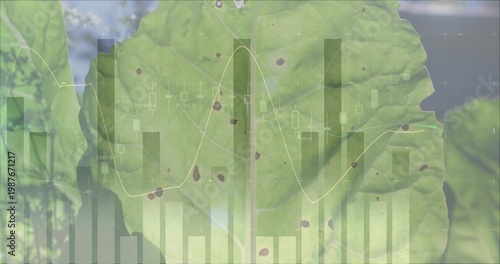 Displaying large green leaf revealing veins and brown spots in garden close up, with chart overlay