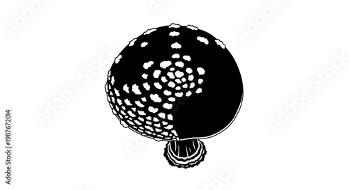 Fly Agaric Mushroom Vector Illustration Black and White Line Art
