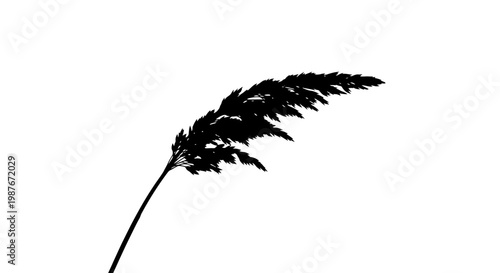 Pampas Grass Silhouette Vector Illustration Isolated on White