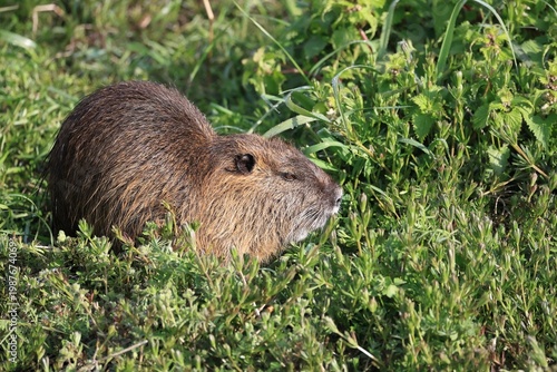 Nutria, Coypu, resting in the grass by the  water's edge