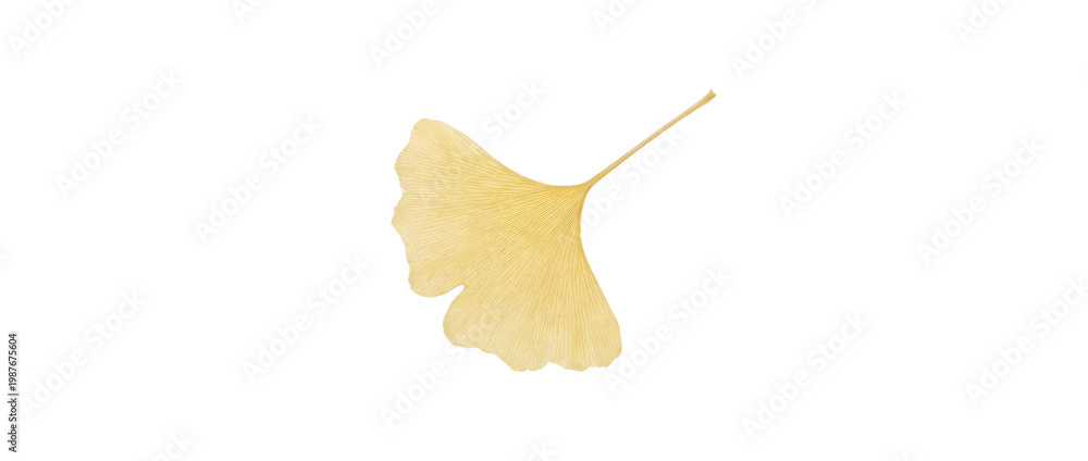 Naklejka premium Golden Ginkgo Leaf Isolated White Background