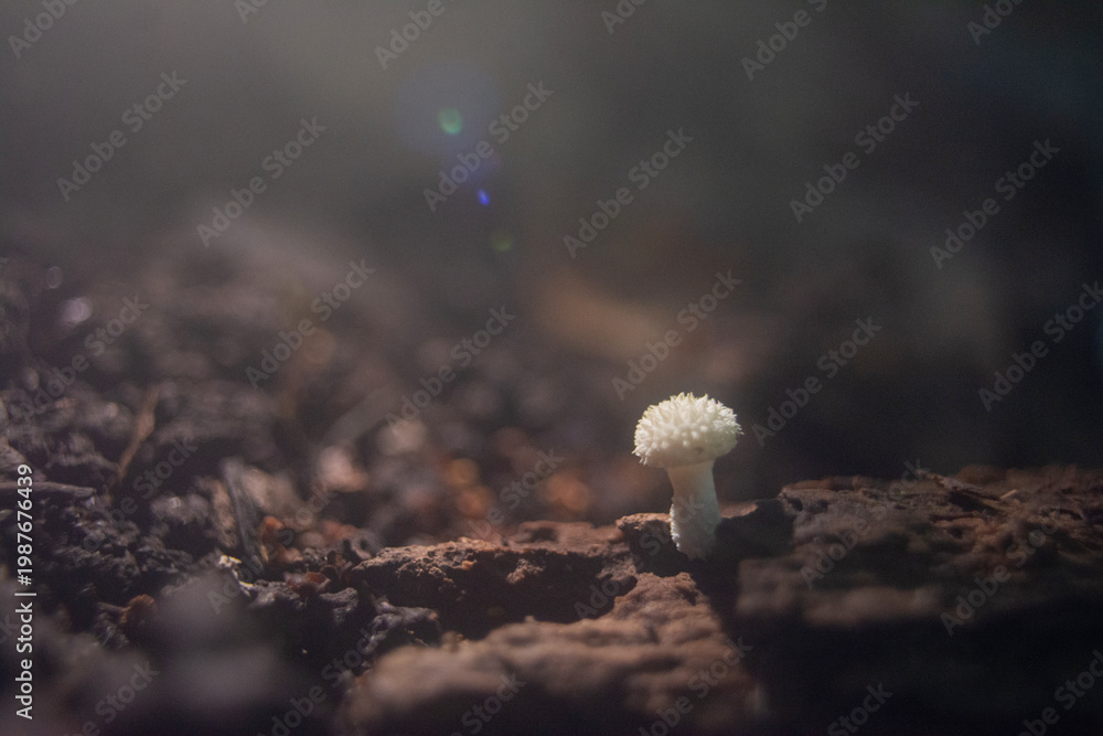 Obraz premium hongos setas fungi naturaleza macro 