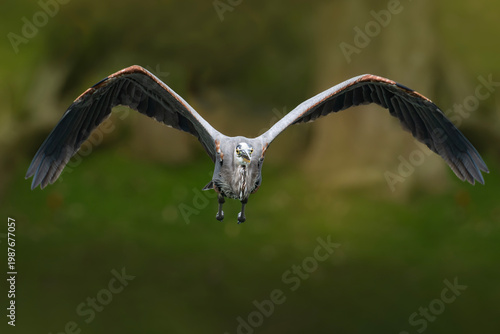 Tableau sur toile Great blue heron captured in frontal flight with wings fully spread, showing symmetry and elegance against a blurred natural background