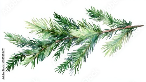 Elegant fir tree branch artwork created using watercolor techniques.