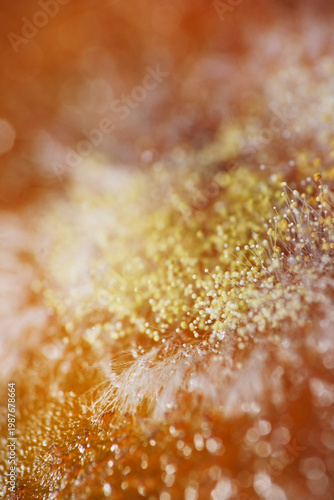 Growth of mycelium and powdery fungus on rotten persimmon fruit