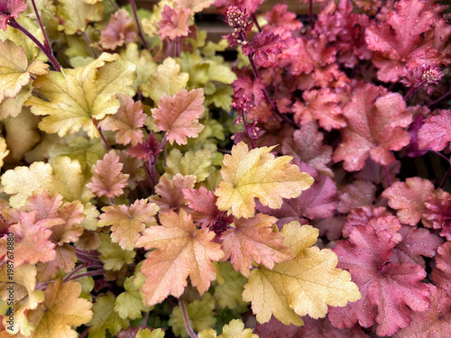 Heuchera Marmalade (left)  and Heuchera Boysenberry (right)