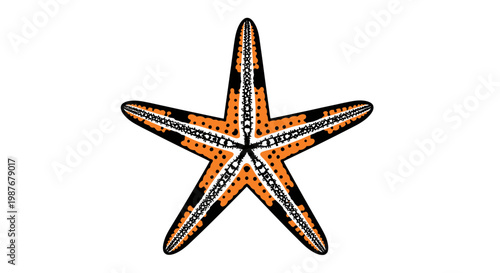 Stylized orange and black starfish vector illustration