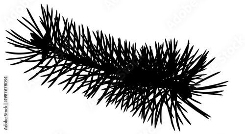 Black Silhouette of Pine Tree Branch with Needles