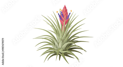 Exotic Tillandsia Air Plant Vector with Pink Bract and Purple Flowers
