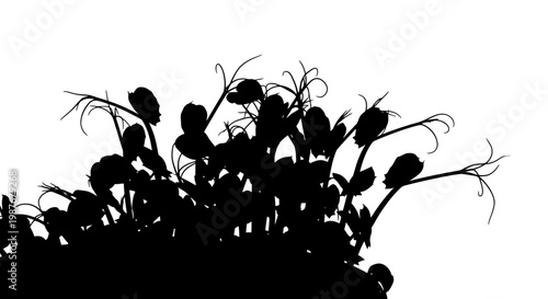 Black silhouette of pea shoot microgreens isolated on white vector