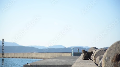 加太港でくつろぐトラ猫 （和歌山県和歌山市, 2026年1月）