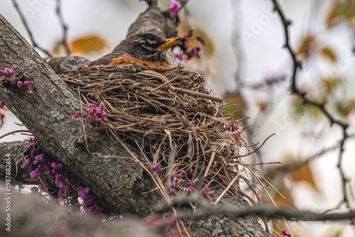 American robin sitting in its nest with bright purple flowers on the nearby branches.