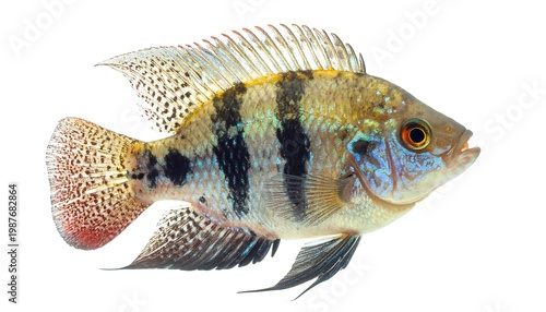 A colorful fish with striking patterns and textures, presented against a clean white background, highlighting its details