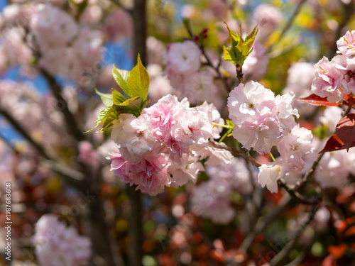 ピンク色の八重桜