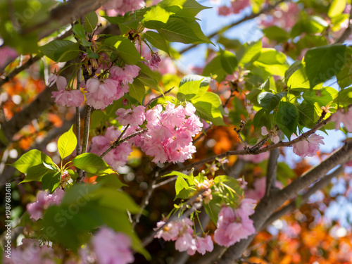 ピンク色の八重桜