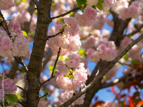 ピンク色の八重桜