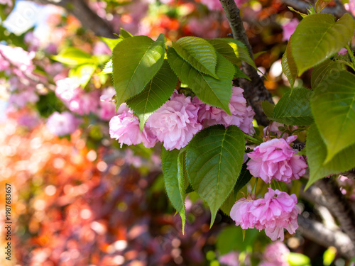 ピンク色の八重桜