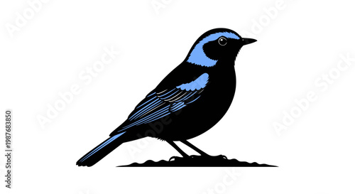 Blue and Black Superb Fairy-wren Bird Vector Illustration