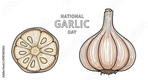 Detailed vector illustration celebrating National Garlic Day, depicting a whole garlic bulb and a cross-section of garlic cloves with an earthy, organic feel against a clean white backdrop