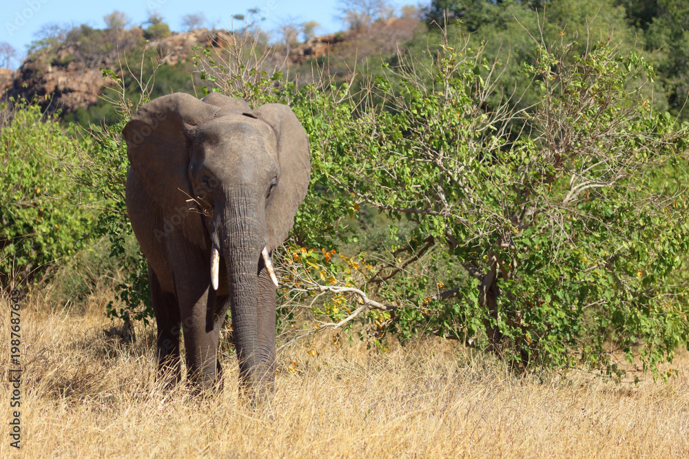 Obraz premium Afrikanischer Elefant / African elephant / Loxodonta africana