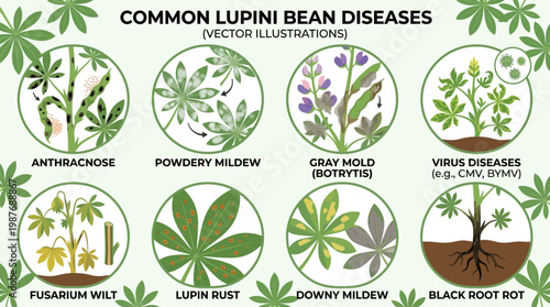 Lupini bean diseases, illustrations show common issues, fungal infections, and damage