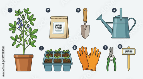 Lupini plant and gardening tools for growing lupines