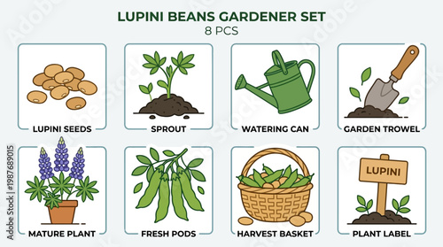 Lupini beans gardener set with seeds, sprout, watering can, garden tools, mature plant, pods, basket, and label for gardening and harvesting.
