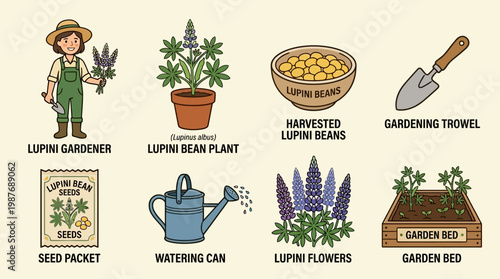 Lupini bean gardener with lupini plant, seeds, and gardening tools