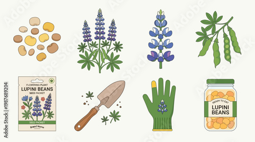 Lupini beans and lupine flowers illustrations