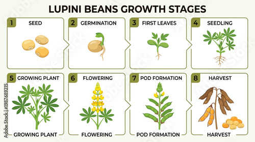 Lupini beans growth stages from seed to harvest illustrated