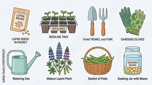 Lupini bean gardening essentials with seeds, seedlings, tools, gloves, and mature plants