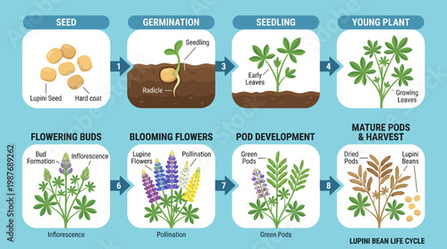 Lupini bean life cycle stages from seed to harvest