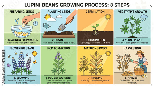 Lupini beans growing process steps illustrated, from seed preparation to harvesting, showing eight stages of cultivation and growth.