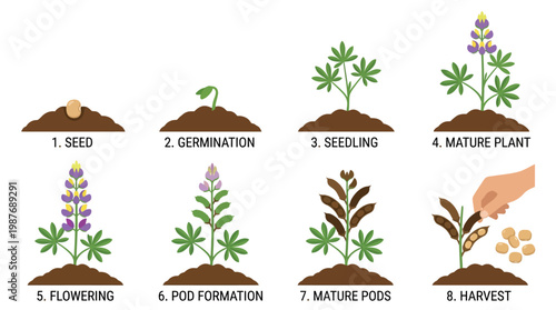 Plant growth stages from seed to harvest shown in eight steps