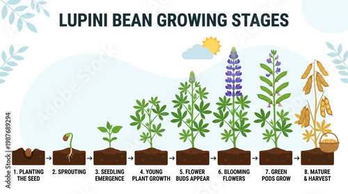 Lupini bean growing stages illustration with eight development phases