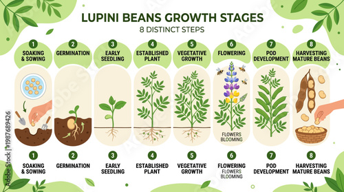 Lupini beans growth stages infographic showing eight distinct steps from soaking and sowing to harvesting mature beans.