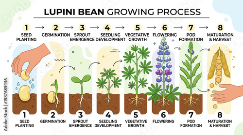 Lupini bean growing process stages from seed planting to maturation harvest