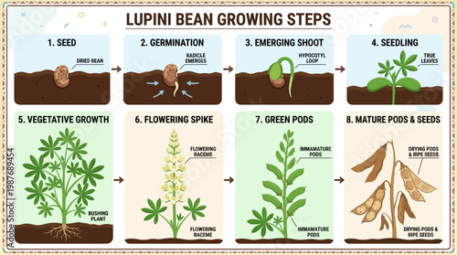 Lupini bean growing steps illustration with seed germination, sprouting, flowering and pod formation stages