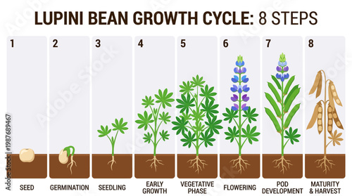 Lupini bean growth cycle steps illustrated from seed to maturity