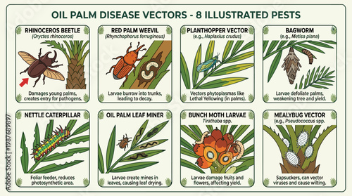 Oil palm pests and disease vectors infographic showing eight insects